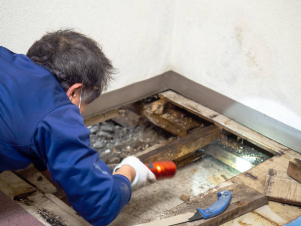 Best Toxic Mold Removal  in Otisville, NY