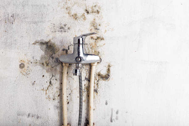 Best Home Mold Removal  in Otisville, NY