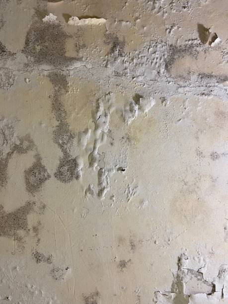 Best Professional Mold Removal  in Otisville, NY