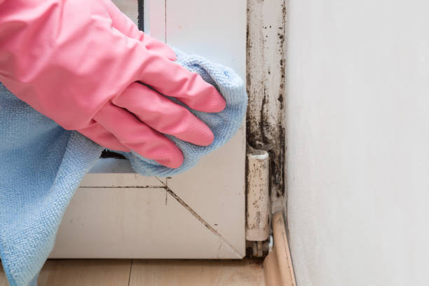 Best Commercial Mold Removal  in Otisville, NY