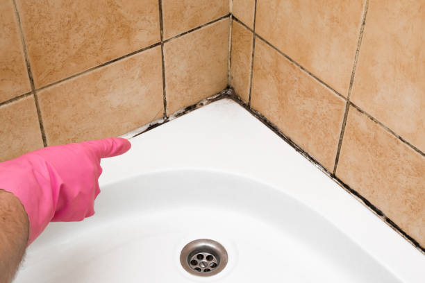 Best Mold Damage Repair  in Otisville, NY